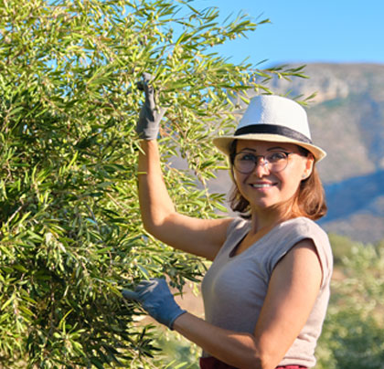 Apadrina un olivo