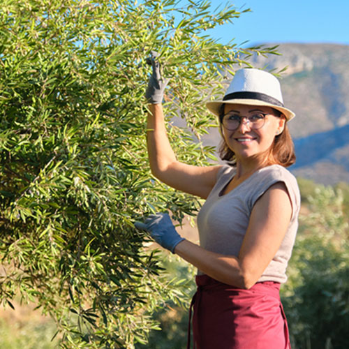 Apadrina un olivo